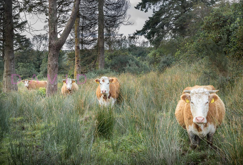 Cattle in West Cork
