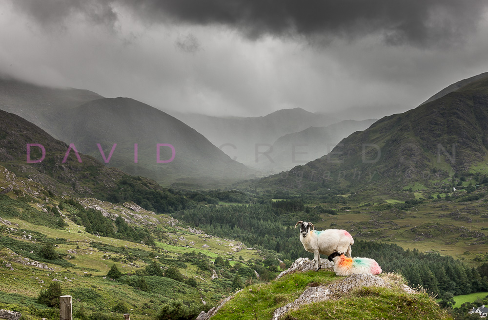 Sheep on the Healy Pass, West Cork