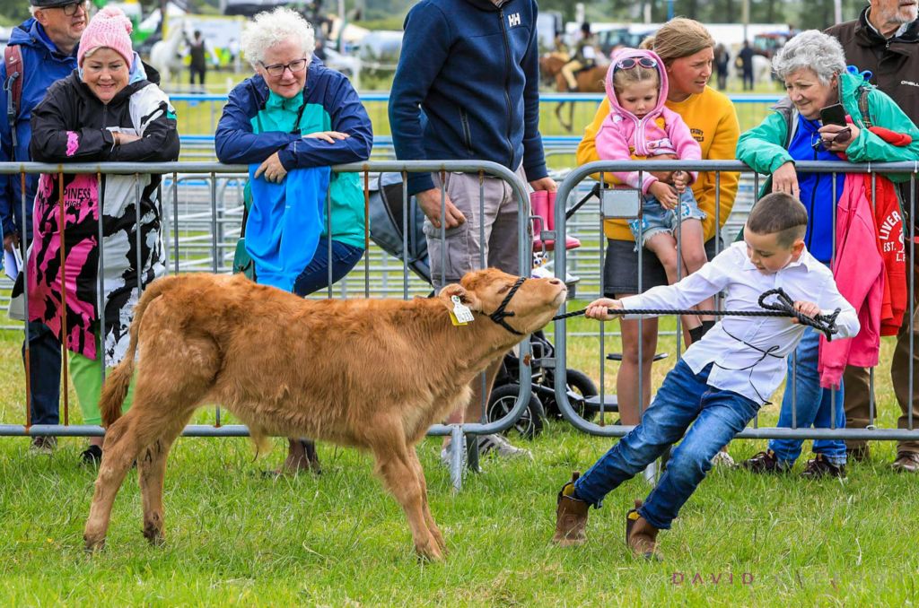 A young boy pulls a stubborn calf during the Best Young Stockperson at the Cork Summer Show.