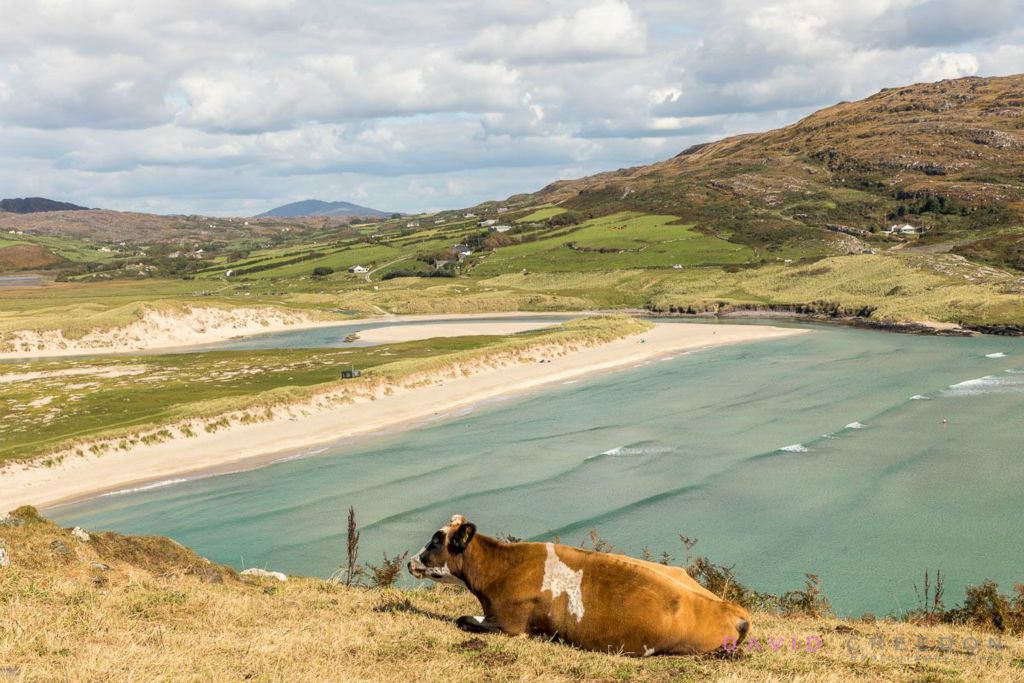 Cow grases in Barleycove