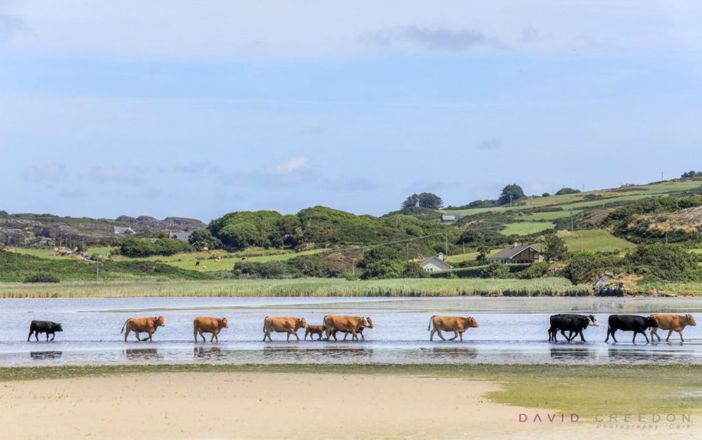 Cattle Crossing, West Cork