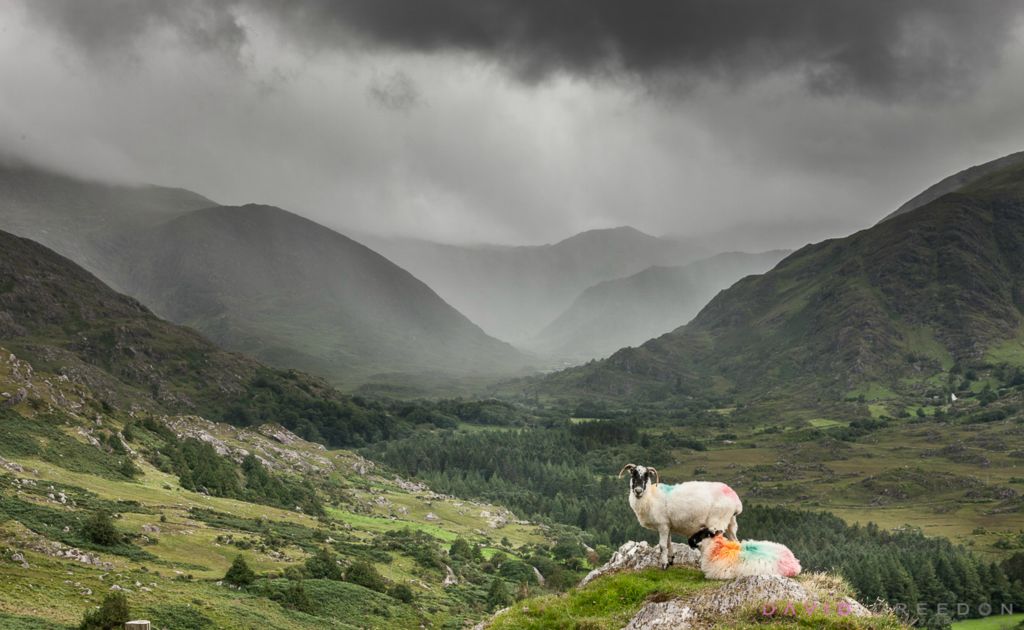 A pair of sheep perch on a ledge as the clouds darken and rain sweeps into the valley through the Healy Pass in West Cork, Ireland.