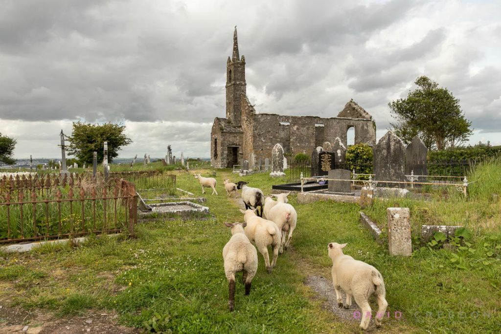 Sheep at Templebreedy