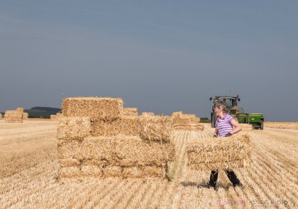 Saving Hay, Co. Cork